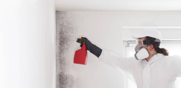 Best Emergency Mold Remediation in Stratford, OK