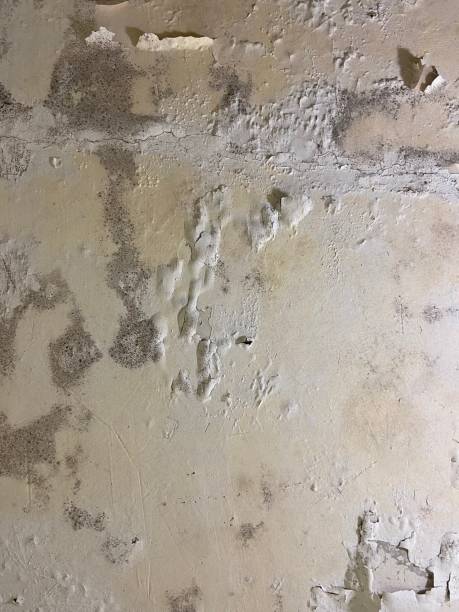 Best Basement Mold Remediation in Stratford, OK