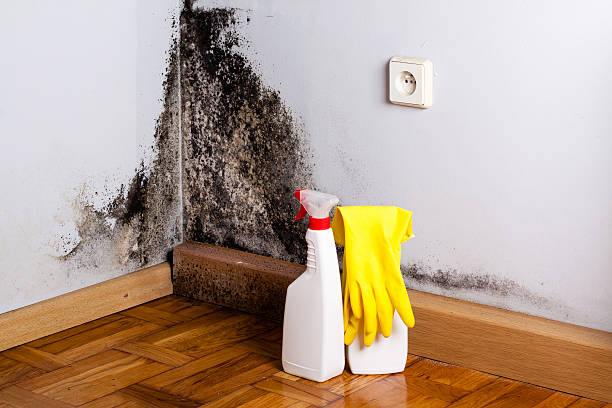 Best Mold Remediation for Specific Building Types in Stratford, OK