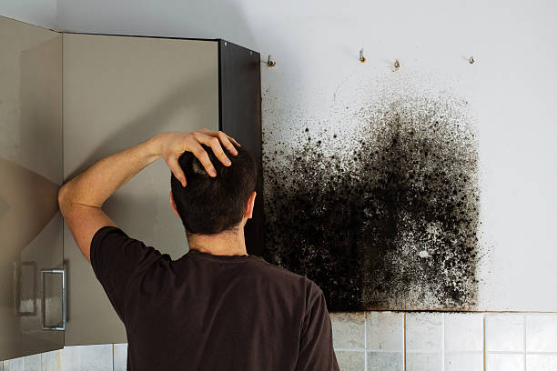 Best Attic Mold Remediation in Stratford, OK